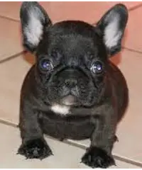 Adorabili cuccioli di Bulldog francese per l'adozione gratuita Adorabili cuccioli di Bulldog francese per l'adozione gratuita