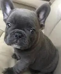 Adorabili cuccioli di Bulldog francese per l'adozione gratuita Adorabili cuccioli di Bulldog francese per l'adozione gratuita