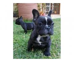 Adorabili cuccioli di Bulldog francese per l'adozione gratuita