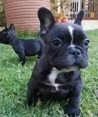 Adorabili cuccioli di Bulldog francese per l'adozione gratuita Adorabili cuccioli di Bulldog francese per l'adozione gratuita