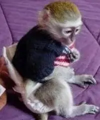 Scimmie cappuccini per adozione