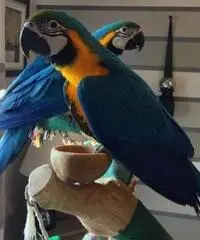 Buon divertimento con i miei pappagalli ara macao Buon divertimento con i miei pappagalli ara macao