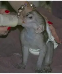 Cappuccino mono titi