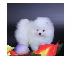 Cuccioli di Pomerania colore bianco