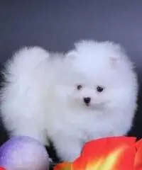 Cuccioli di Pomerania colore bianco