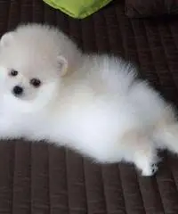 cuccioli di pomeranian per il rehoming