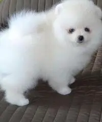 Bellissimo mini giocattolo Cuccioli di Pomerania,  bianco