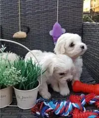 Cachorros maltés machos y hembras sanos