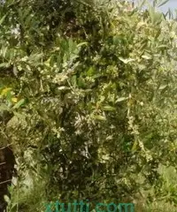 Orto con ulivi e frutti