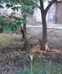 Terreno con casotto e uliveto Terreno con casotto e uliveto