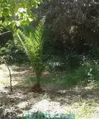 Terreno con casotto e uliveto Terreno con casotto e uliveto