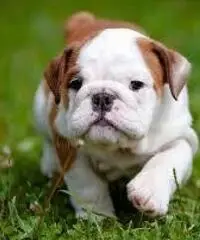 cuccioli di bulldog che necessitano di una nuova casa