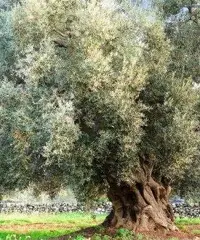 Uliveto vicino a Sava a 9 minuti ARCHIGNANO, PREZZO REGALATO