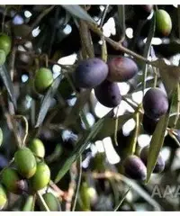 Uliveto vicino a Sava a 9 minuti ARCHIGNANO, PREZZO REGALATO