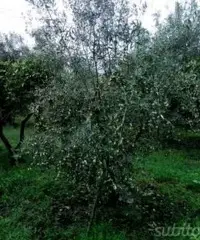 Terreno 2050 mq ad Altarello di Giarre Terreno 2050 mq ad Altarello di Giarre