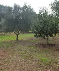 Rustico + terreno 4327mq