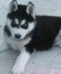cuccioli siberian huksy giocosi per una buona casa cuccioli siberian huksy giocosi per una buona casa
