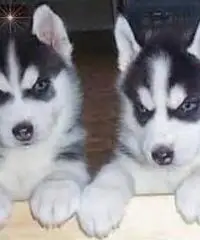 ....Cuccioli di husky siberiano disponibili......