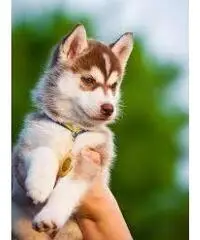 Cuccioli Siberian Husky