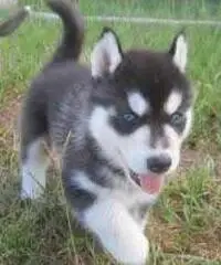 Cuccioli Siberian Husky disponibili