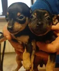 Pincher maschio e femmina