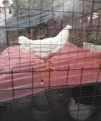 Galline padovane ciuffate e livornese bianche Galline padovane ciuffate e livornese bianche