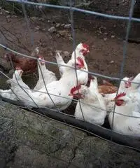 Galline padovane ciuffate e livornese bianche Galline padovane ciuffate e livornese bianche