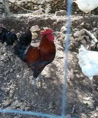 Galli ruspanti Galli ruspanti