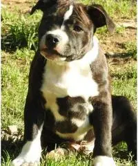 Staffordshire bull terrier