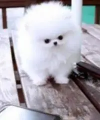 Regalo  Cuccioli di Volpino Pomerania