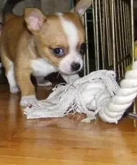 Regalo Cucciolo di Chihuahua