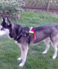 Siberian Husky, cucciole alta genealogia Siberian Husky, cucciole alta genealogia