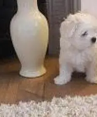 AKC Teacup cuccioli maltesi AKC Teacup cuccioli maltesi