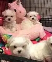 AKC Teacup cuccioli maltesi AKC Teacup cuccioli maltesi