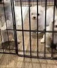 AKC Teacup cuccioli maltesi AKC Teacup cuccioli maltesi