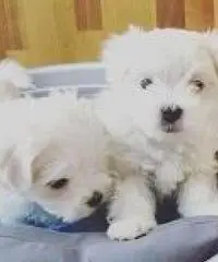 AKC Teacup cuccioli maltesi AKC Teacup cuccioli maltesi