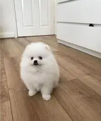 Cuccioli Pomeranian adorabili da vendere
