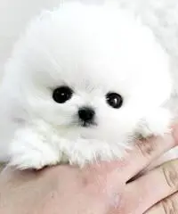 Cucciolo Pomeranian bianco inestimabile per adozione