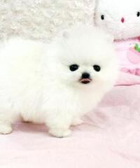 Cucciolo Pomeranian bianco inestimabile per adozione