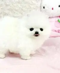 Cucciolo Pomeranian bianco inestimabile per adozione Cucciolo Pomeranian bianco inestimabile per adozione
