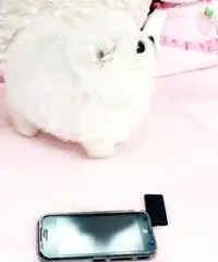 Cucciolo Pomeranian bianco inestimabile per adozione Cucciolo Pomeranian bianco inestimabile per adozione