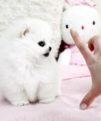 Cucciolo Pomeranian bianco inestimabile per adozione