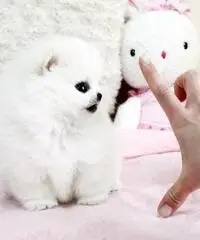 Cucciolo Pomeranian bianco inestimabile per adozione Cucciolo Pomeranian bianco inestimabile per adozione