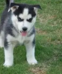 Disponibili cuccioli di husky siberiano in piedi