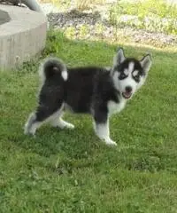 Siberian Husky per adozione