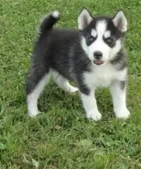 Husky siberiano