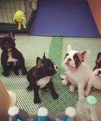 Cuccioli Bulldog francese per adozione Cuccioli Bulldog francese per adozione