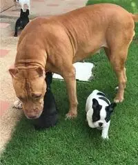 Bulldog francese AKC super adorabile Bulldog francese AKC super adorabile