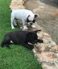 Bulldog francese AKC super adorabile Bulldog francese AKC super adorabile