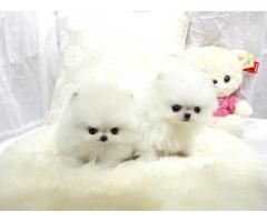 Cuccioli Pomeranian Disponibili per Adozione